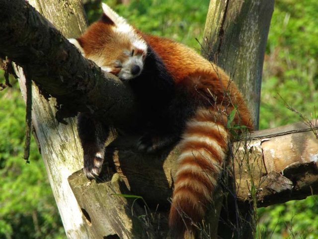 Zoo de Lille (Lille Zoo)