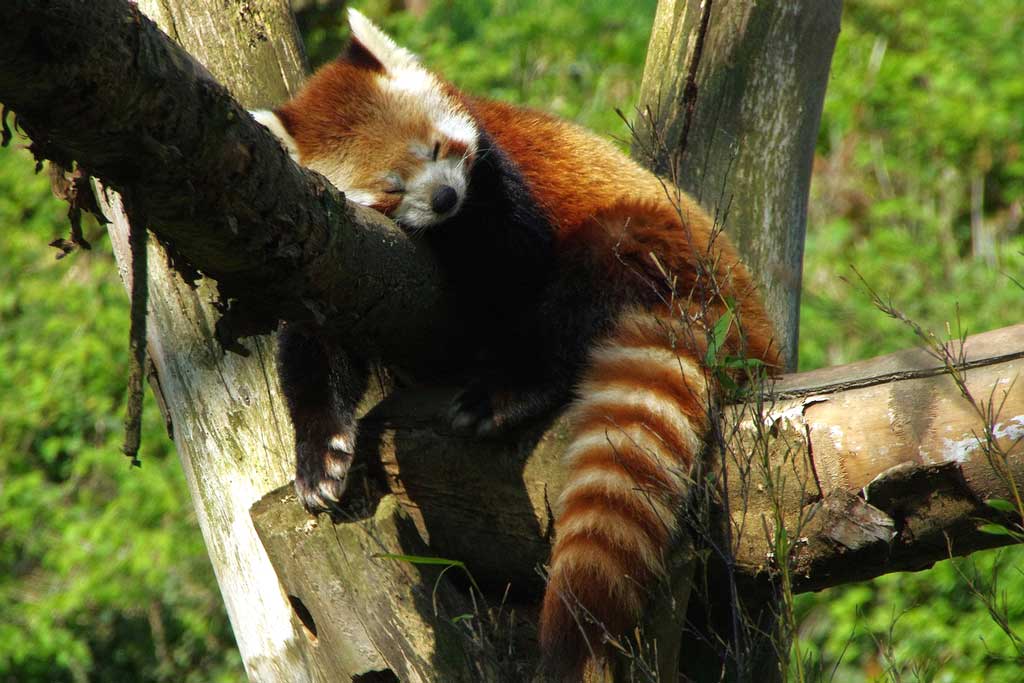 A red panda in the Autour du monde zone at Zoo de Lille. (Image by DEZALB from Pixabay)